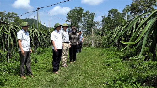 Phó Chủ tịch UBND huyện Bắc Quang Nguyễn Đàm Thuyên kiểm tra tình hình phát triển cây thanh long tại xã Đồng Yên