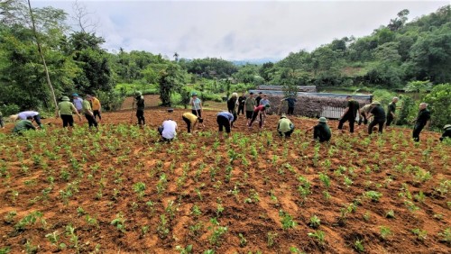 Hội viên CCB tham gia trồng cây nhân trần hộ gia đình cải tạo vườn tạp