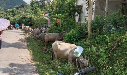 HĐND xã Tân Lập nguồn vốn hỗ trợ chăn nuôi Trâu tại thôn Minh Thượng
