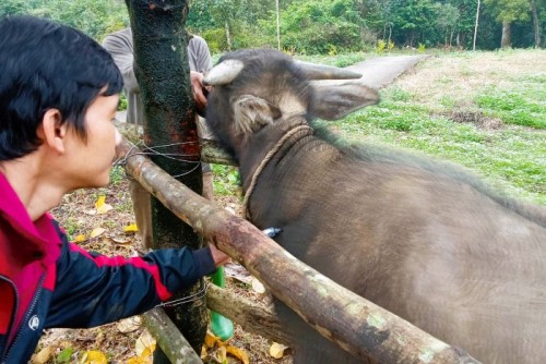 Việt Vinh tiêm vắc xin phòng bệnh lở mồm long móng trâu bò đợt II năm 2023