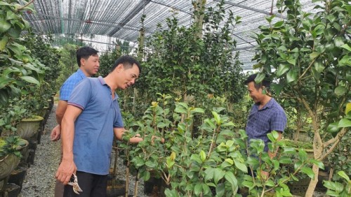 Cây hoa trà của gia đình anh Lưu Trần Phong phát triển tốt trong nhà màn