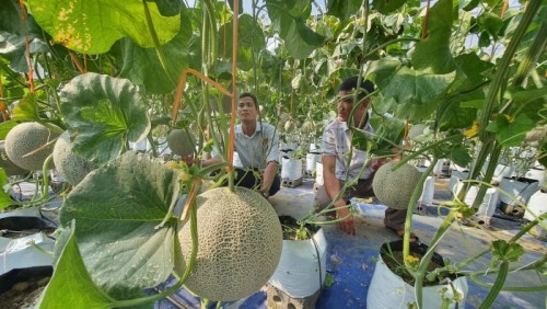 Thị trấn Việt Quang thực hiện thành công mô hình sản xuất dưa lưới trong nhà màng