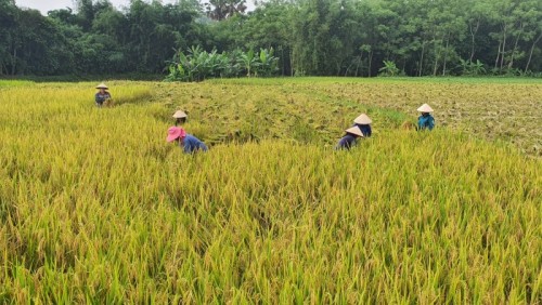 người dân thu hoạch lúa mùa