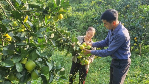 Người dân xã Hùng An nâng cao thu nhập từ trồng cây ăn quả