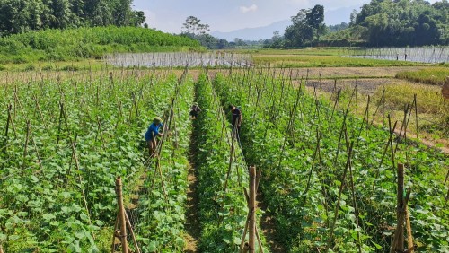 mô hình trồng dưa chuột vụ đông tại thôn Bế Triều