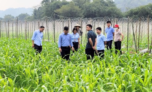 Đồng chí Nguyễn Đàm Thuyên, Phó Chủ tịch UBND huyện kiểm tra tiến độ sản xuất vụ đông tại xã Đồng Tâm