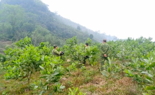 Từ vườn tạp đến vườn cây ăn quả của Hội viên CCB xã Việt Hồng