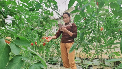 Hiệu quả mô hình trồng cà chua trong nhà lưới tại xã Quang Minh