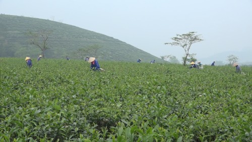 Bắc Quang: Sản lượng chè búp tươi năm 2023 đạt trên 25 nghìn tấn