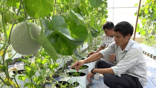 Bắc Quang triển khai hiệu quả nhiều chương trình nông nghiệp trọng tâm