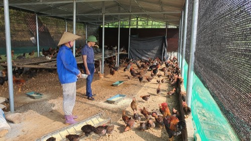 Mô hình chăn nuôi gia cầm tại thôn Tân Lâm xã Tân Quang