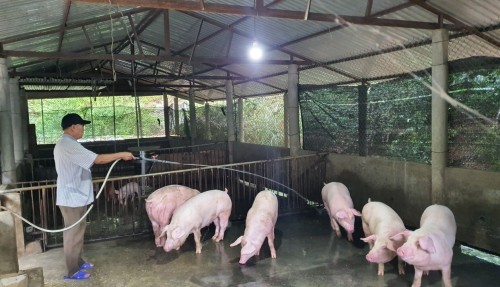 ông Nguyễn Duy Hưng, xã Tân Thành chăm sóc đàn lợn của gia đình