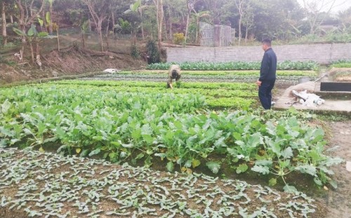 Hội viên nông dân xã Việt Vinh với Mô hình trồng rau sạch