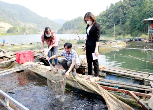 Nuôi cá lồng trên lòng hồ thủy điện giúp người dân xã Thuận Hòa (Vị Xuyên) nâng cao thu nhập