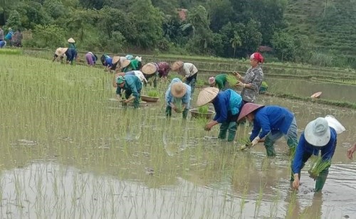 Chi Hội Phụ nữ thôn Chàng giúp đỡ hội viên cấy lúa mùa