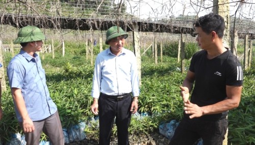 Phó Chủ tịch UBND huyện Bắc Quang kiểm tra vườn ươm cây Lá Giang xã Đồng Tâm