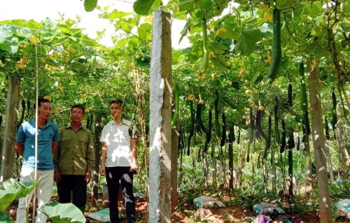 Hộ gia đình ông Vũ Xuân Lời thôn Tân Tấu có thu nhật cao từ trồng cây bí xanh