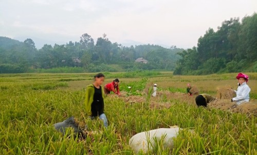Chi HPN thôn Thành Tâm giúp gia đình hội viên thu hoạch lúa mùa