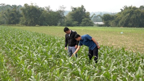 Bắc Quang vượt chỉ tiêu gieo trồng cây vụ đông năm 2023