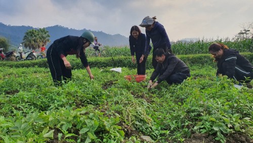 Nhân dân phấn khởi thu hoạch khoai tây