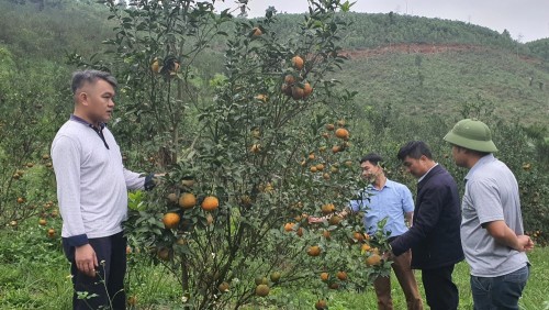 Bắc Quang tích cực chuẩn bị cho Tuần lễ cam và Khai vụ thu hoạch sản phẩm cam Sành niên vụ 2023-2024