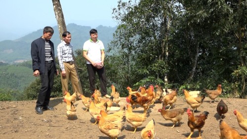 Hiệu quả từ Dự án nuôi gà ri theo chuỗi liên kết ở xã Đồng Tâm
