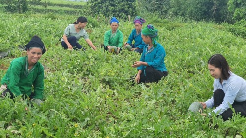 Chị em phụ nữ trong thôn phấn khởi thu hoạch dưa hấu