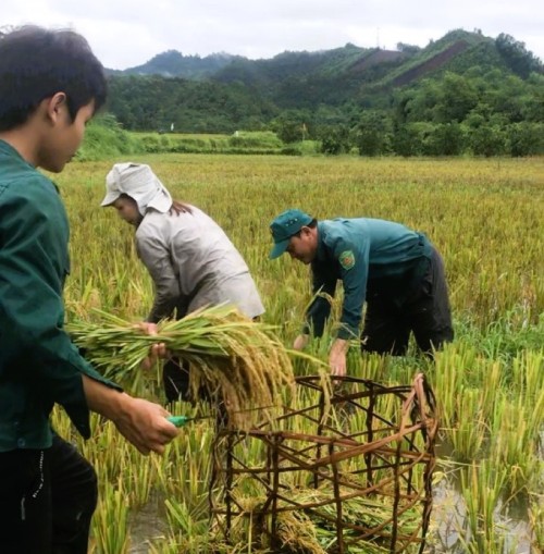 Bà con thôn Đông Thành chung tay gặt lúa giúp gia đình khó khăn
