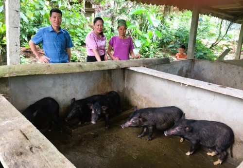 Xã Việt Vinh xây dựng mô hình chăn nuôi lợn sinh sản (Giống lợn đen bản địa)